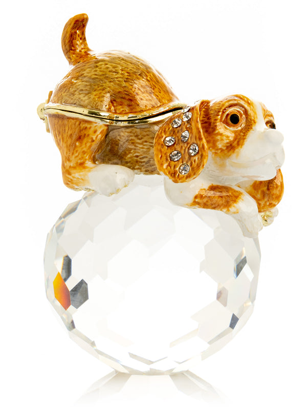 Chiot Brun sur Cristal